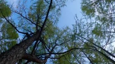 Güneşli bir günde dağlardaki karaçam ağacı ormanında seyahat etmek. Moğol ormanlarının manzarası çok güzel. 
