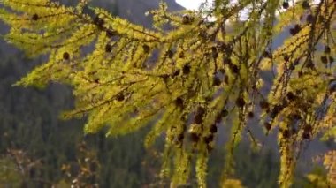 Çam kozalaklarıyla dolu bir karaçam ağacı, arka planda güneş ve dağlar var. Güzel bir günde çam ağacına yakın çekim. 