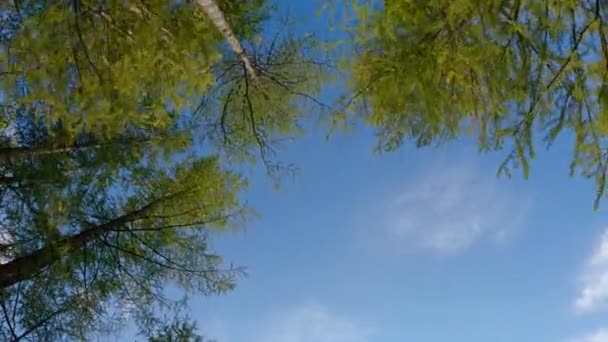 Путешествие Лесу Лиственницы Горах Солнечный День Красивый Вид Монгольский Лес — стоковое видео