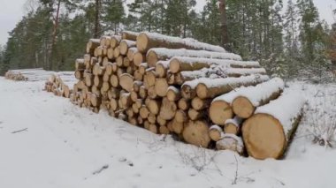 Pile of logs covered with snow in woodland. Deforestation process, cut tree stumps staked in the forest in winter. 