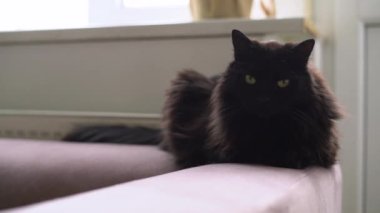 Kanepede bir radyatörün yanında yatan kara kedi. Soğuk bir kış gününde evde dinlenen tembel bir evcil hayvan. 
