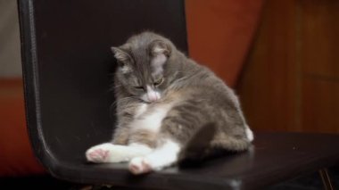 Tembel kedi sandalyede oturup kendini temizliyor. Komik evcil hayvan yalama kürkü. 