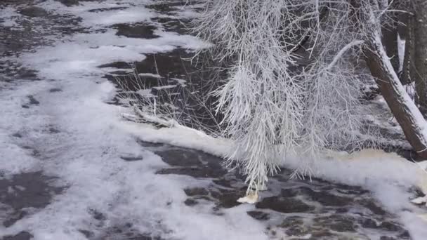Icy Tree Branches Flowing Dam Water White Foam Water Stream — Stockvideo
