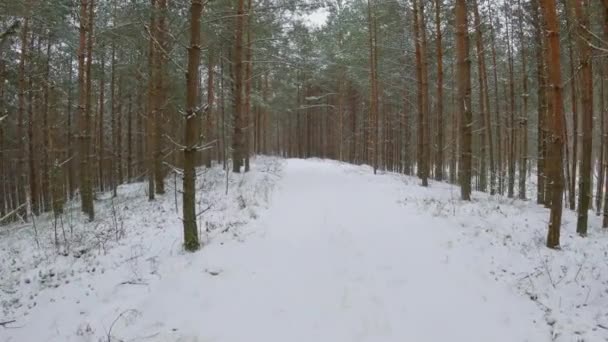 Fresh Snow Forest Overcast Winter Day Walking Pine Forest — Stock video