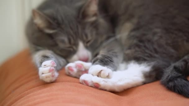 Gato Gris Durmiendo Sofá Naranja Junto Radiador Perezoso Doméstico Mascota — Vídeos de Stock