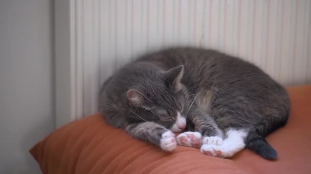 Szary Kot Śpiący Pomarańczowej Kanapie Obok Kaloryfera Leniwy Domowy Zwierzak — Wideo stockowe