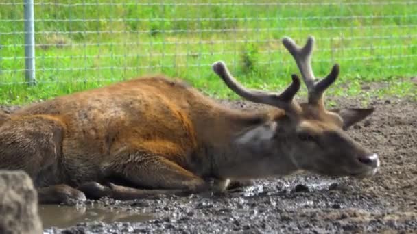 Deer Laying Mud Protect Themselves Stinging Flies Daniel Farm Outdoors — Stock Video