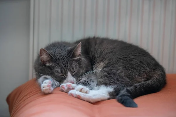 Graue Katze Schläft Auf Orangefarbenem Sofa Neben Einem Heizkörper Faules — Stockfoto