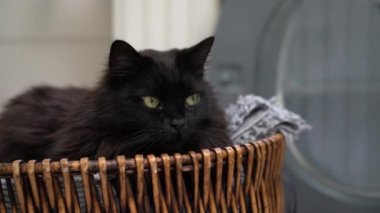 Hasır banyo sepetine uzanmış kara kedi. Evde dinlenen tembel evcil hayvan.. 