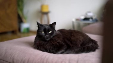 Oturma odasındaki kanepede uzanmış kara kedi. Evde dinlenen tembel evcil hayvan.. 