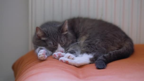 Gato Gris Durmiendo Sofá Naranja Junto Radiador Perezoso Doméstico Mascota — Vídeos de Stock