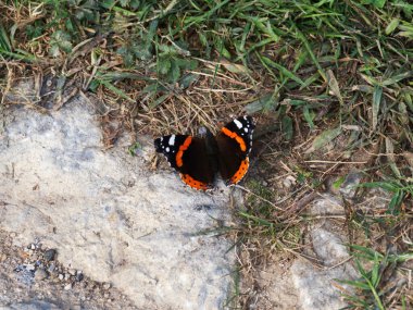 Kelebekler büyük ve renkli kanatları olan böceklerdir.