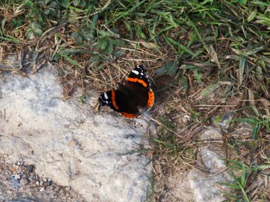 Kelebekler büyük ve renkli kanatları olan böceklerdir.