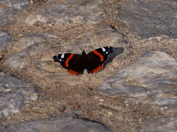 나비는 날개를 곤충이다 — 스톡 사진