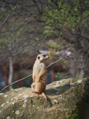 Hayvanat bahçesi yeni şeyleri görmek ve tecrübe etmek için harika bir yerdir..