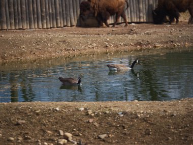 Hayvanat bahçesi yeni şeyleri görmek ve tecrübe etmek için harika bir yerdir..