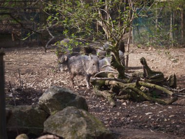 Hayvanat bahçesi yeni şeyleri görmek ve tecrübe etmek için harika bir yerdir..