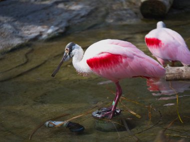 Hayvanat bahçesi yeni şeyleri görmek ve tecrübe etmek için harika bir yerdir..