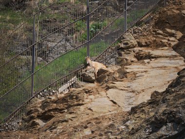 Hayvanat bahçesi yeni şeyleri görmek ve tecrübe etmek için harika bir yerdir..