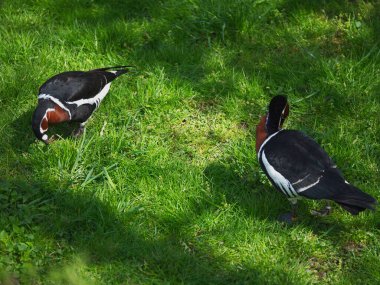 Hayvanat bahçesi yeni şeyleri görmek ve tecrübe etmek için harika bir yerdir..