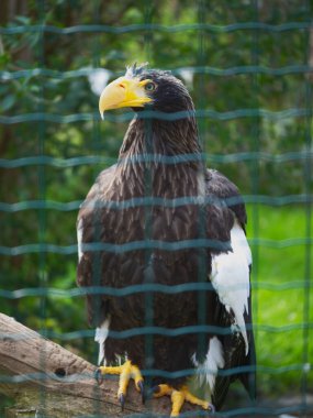Hayvanat bahçesi yeni şeyleri görmek ve tecrübe etmek için harika bir yerdir..