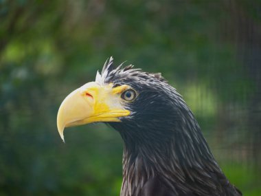 Hayvanat bahçesi yeni şeyleri görmek ve tecrübe etmek için harika bir yerdir..
