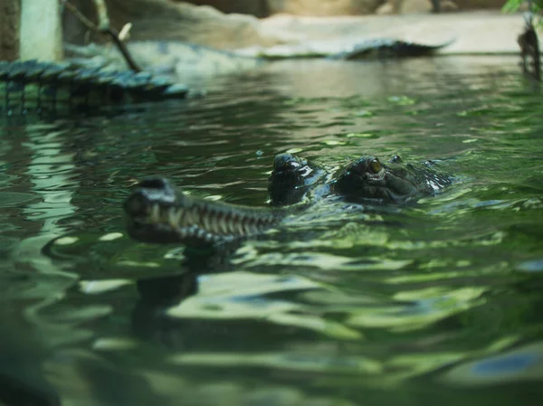 Der Zoo Ist Ein Großartiger Ort Neues Sehen Und Erleben — Stockfoto