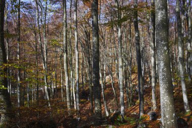 Cansiglio ormanında sonbahar, İtalya 'da huzurlu bir yer, Veneto ve Friuli bölgeleri arasında..