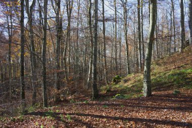 Cansiglio ormanında sonbahar, İtalya 'da huzurlu bir yer, Veneto ve Friuli bölgeleri arasında..