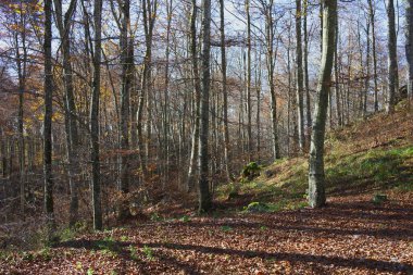 Autumn in the Cansiglio forest, a peaceful place in Italy, between Veneto and Friuli regions. clipart