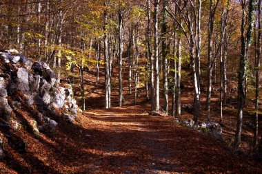 Cansiglio ormanında sonbahar, İtalya 'da huzurlu bir yer, Veneto ve Friuli bölgeleri arasında..