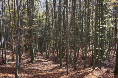 Cansiglio ormanında sonbahar, İtalya 'da huzurlu bir yer, Veneto ve Friuli bölgeleri arasında..