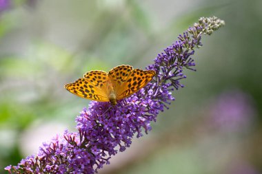 Valcellina 'nın kalbinde, parlak yeşil bir su havuzu ziyaretçileri Barcis' in güneşli havzasına davet eder.