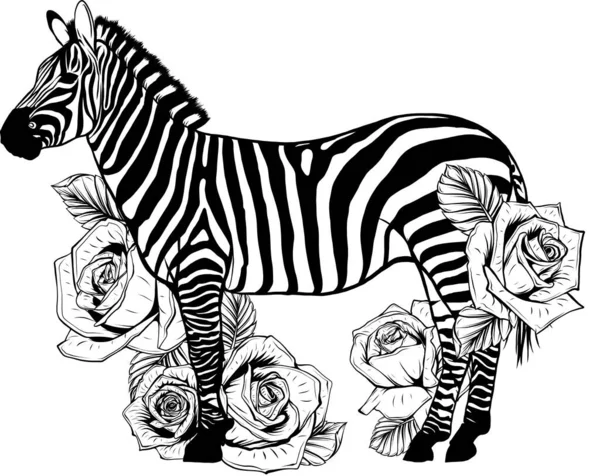 stock image Zebra with rose flower hand drawn s