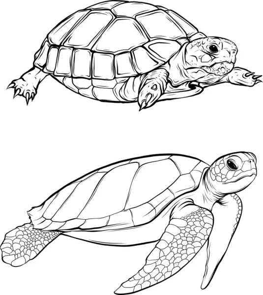 具有老式轮廓风格的海龟向量 — 图库矢量图片