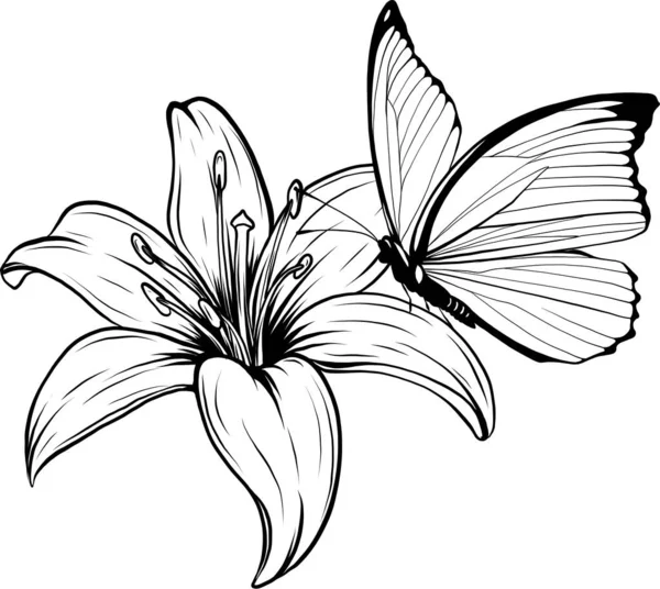 Disegno Contorno Farfalla Illustrazione Vettoriale Linea Nera — Vettoriale Stock