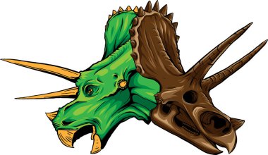 Kafatası ile Triceratops dinozor kafası