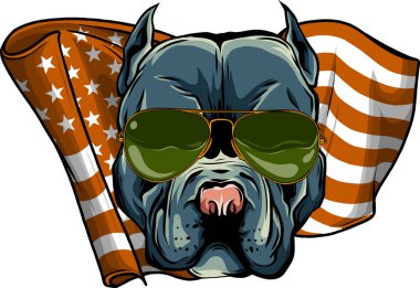 Amerikan Pitbull Terrier köpeği güneş gözlüğü takıyor - izole edilmiş vektör
