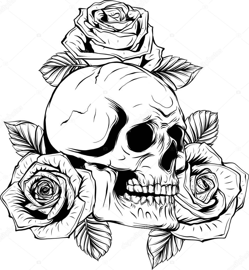 Vintage human skull with rose flowers isolated vector illustration