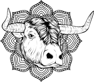 İnek kafasının siyah beyaz rengi