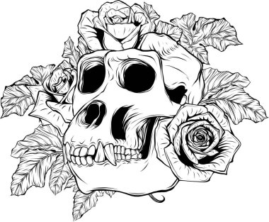 Siyah beyaz çizgili maymun kafatası