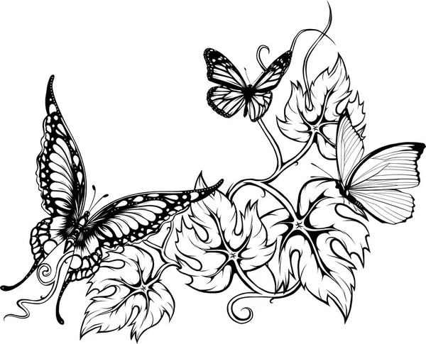 Schöne Schwarz Weiße Schmetterling Umrissvektor — Stockvektor