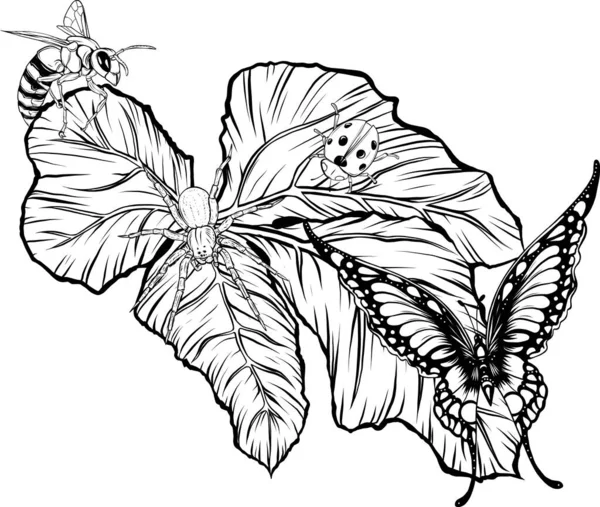 美しい黒と白の蝶の概要ベクトル — ストックベクタ