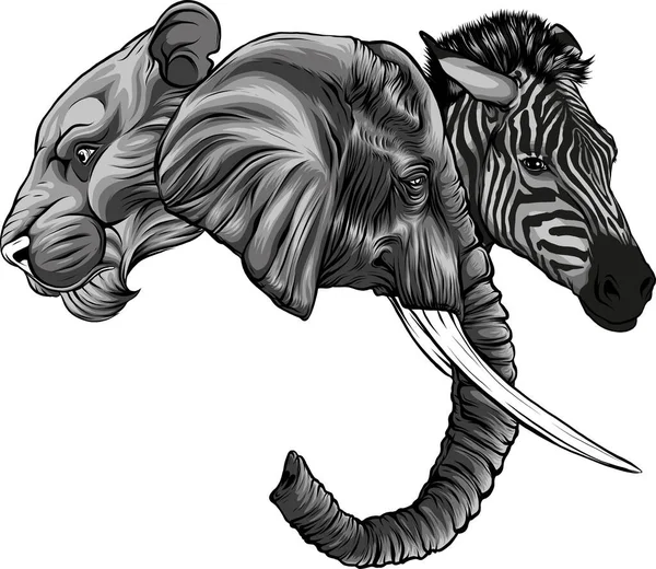 Ilustração Animal Cabeça África — Vetor de Stock