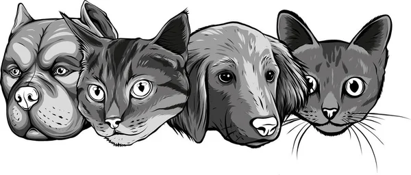 Illustration Hund Och Katt Husdjur Vit Bakgrund — Stock vektor