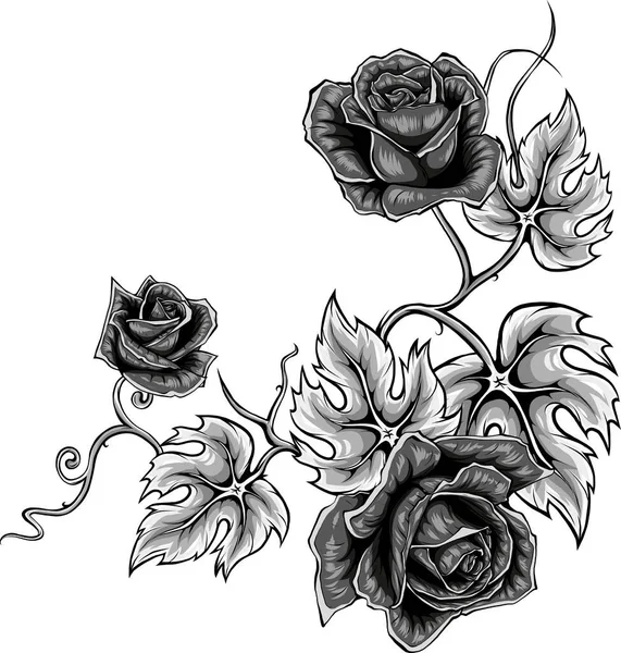 Иллюстрация Красивых Роз Выделенных Белом — стоковый вектор