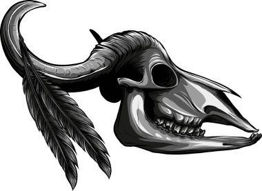 Tüylü Bufalo Kafatası 'nın çizimi