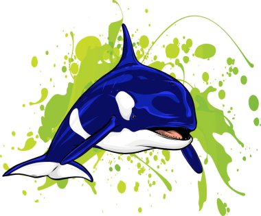 Katil Balina veya Orca vektör çizimi