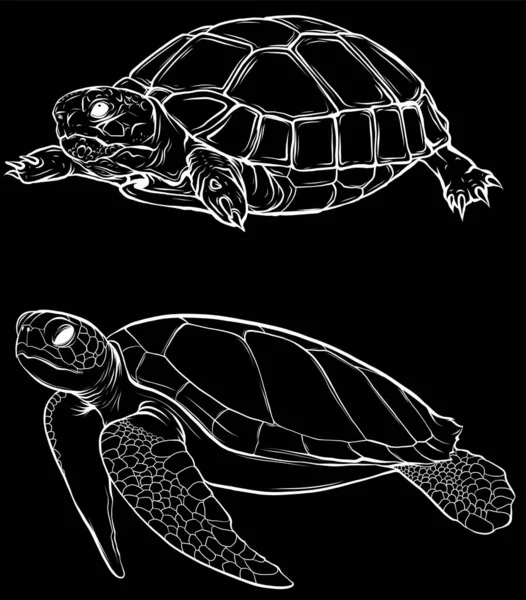 Vector Illustration Cute Turtle Set Black Background Digital Hand Draw — Stock Vector
