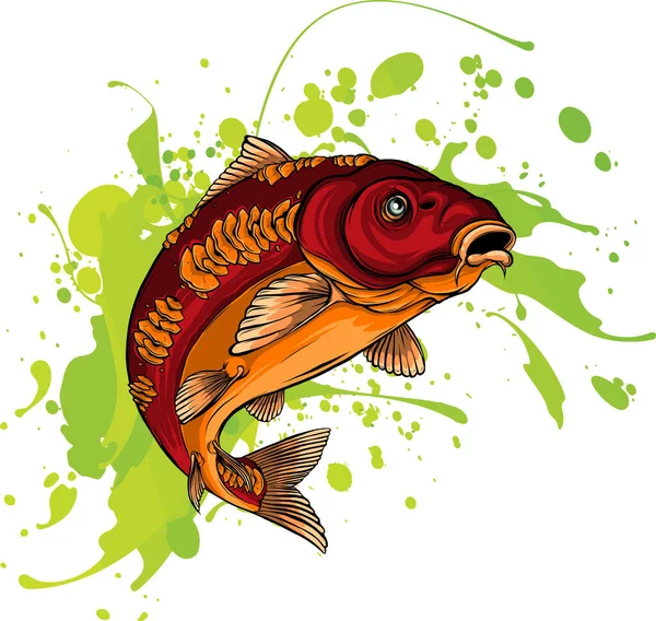Carp Fish Vector Common Carp Illustration Isolated White Background — Stock Vector